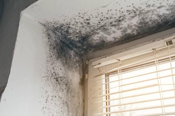 Affordable Mold Cleanup solutions in Jeffersonton, VA